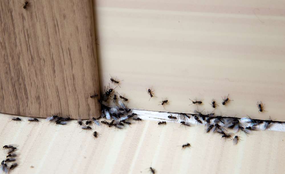 Ant Control In Portland Frost