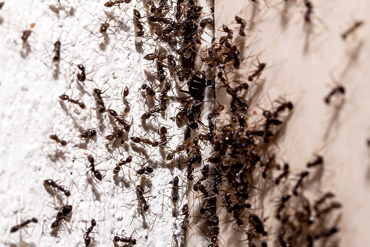 Dealing with Ant Infestations in Restaurants & Food Service Establishments