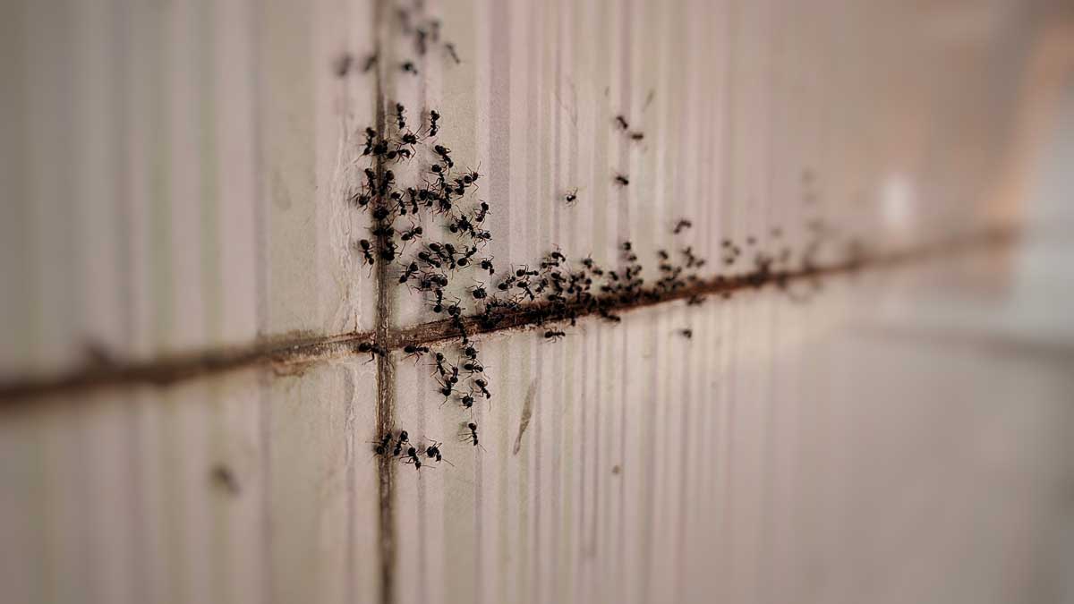 Ants