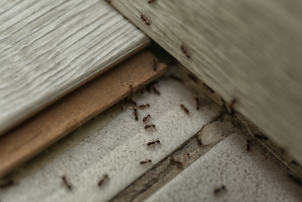 Portland’s Persistent Pests: A Frost IPM Guide to Keeping Ants Out of Your Home