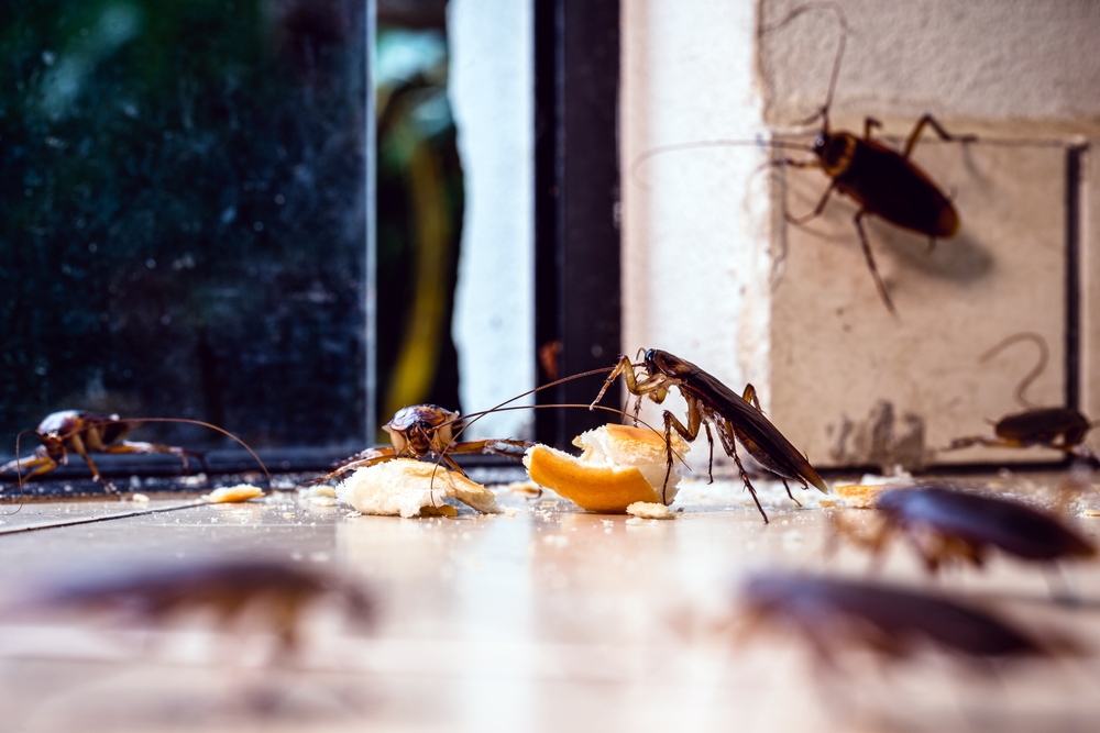 Preventing Pest Problems in Portland Apartment Buildings and Multi-Family Units