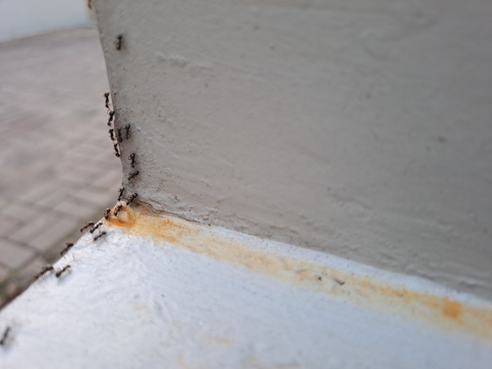 The Hidden Dangers of Carpenter Ants in Portland Homes