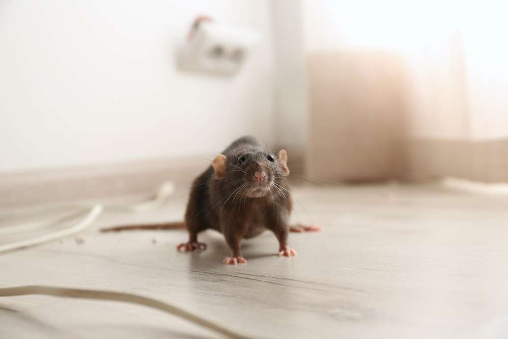 Mouse Pest Control In Portland Frost (1)