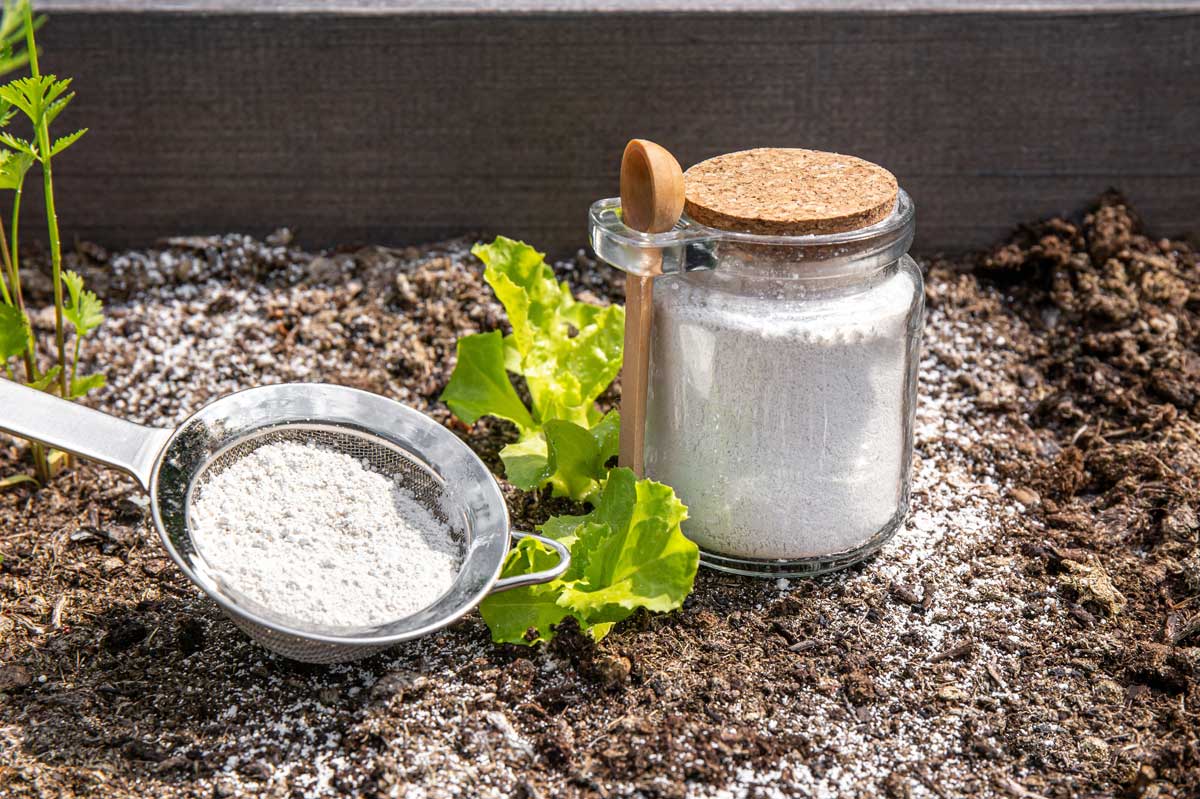 Top 10 Natural Pest Control Methods for Your Home