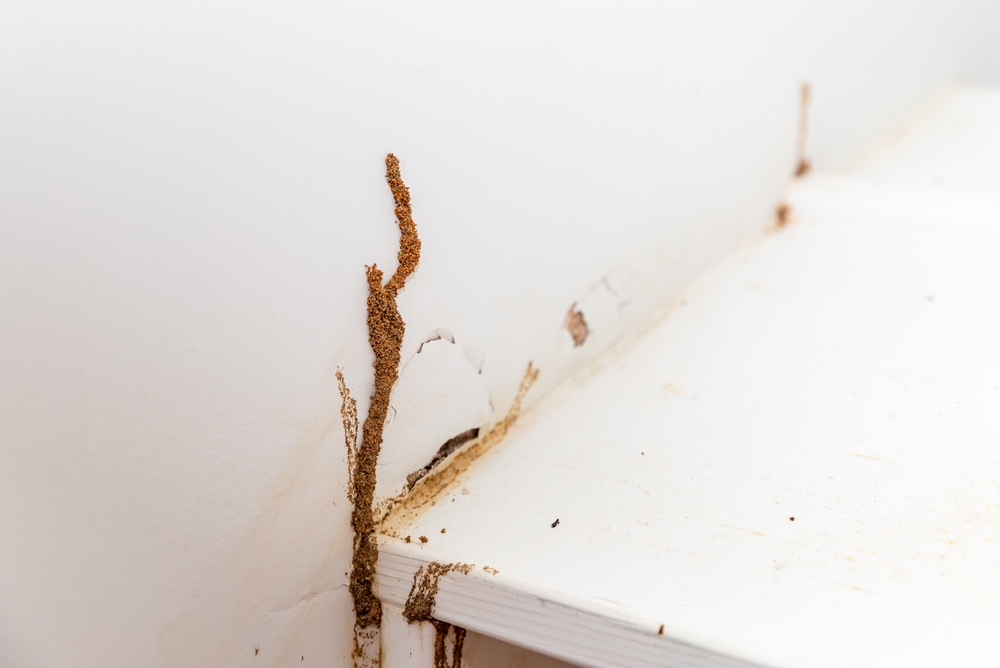 Signs You Need Professional Pest Control in Your Portland Home