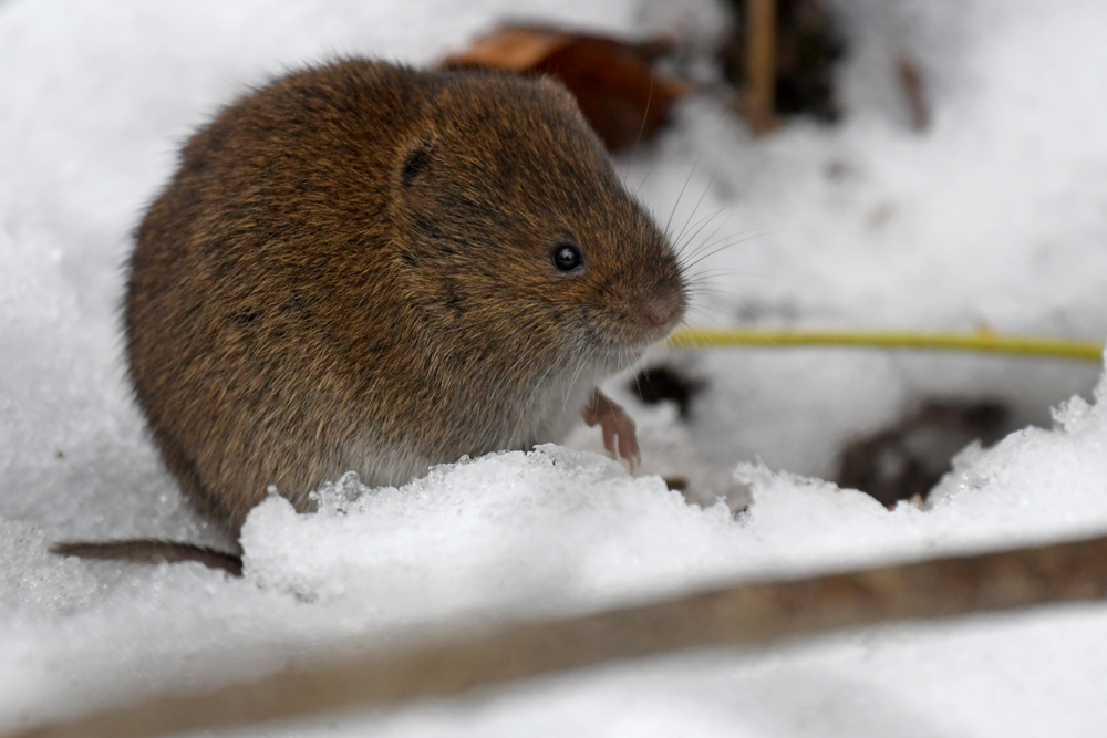 Why Rodents Are More Active in Portland Homes During Winter