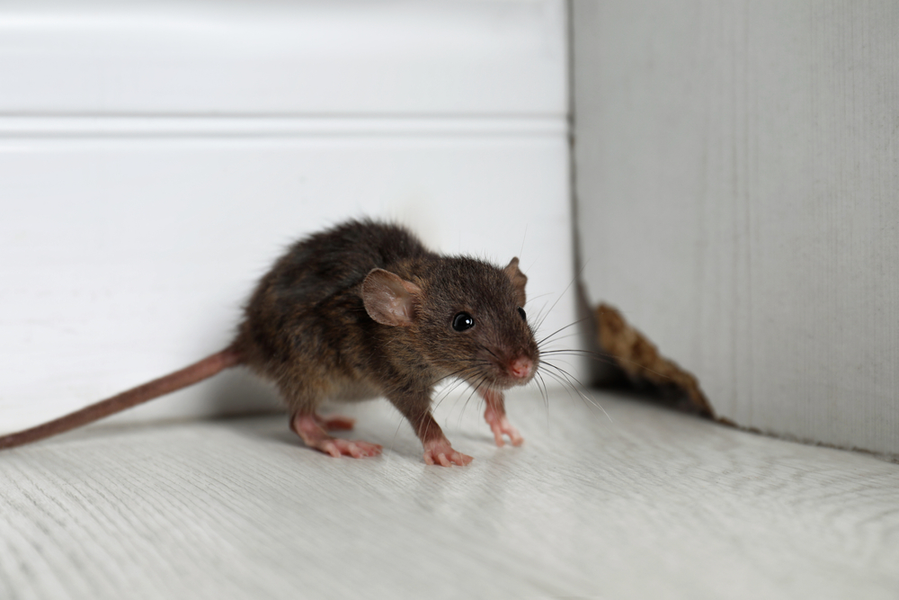Are Rats Taking Over Your Portland Neighborhood? Here’s What You Can Do
