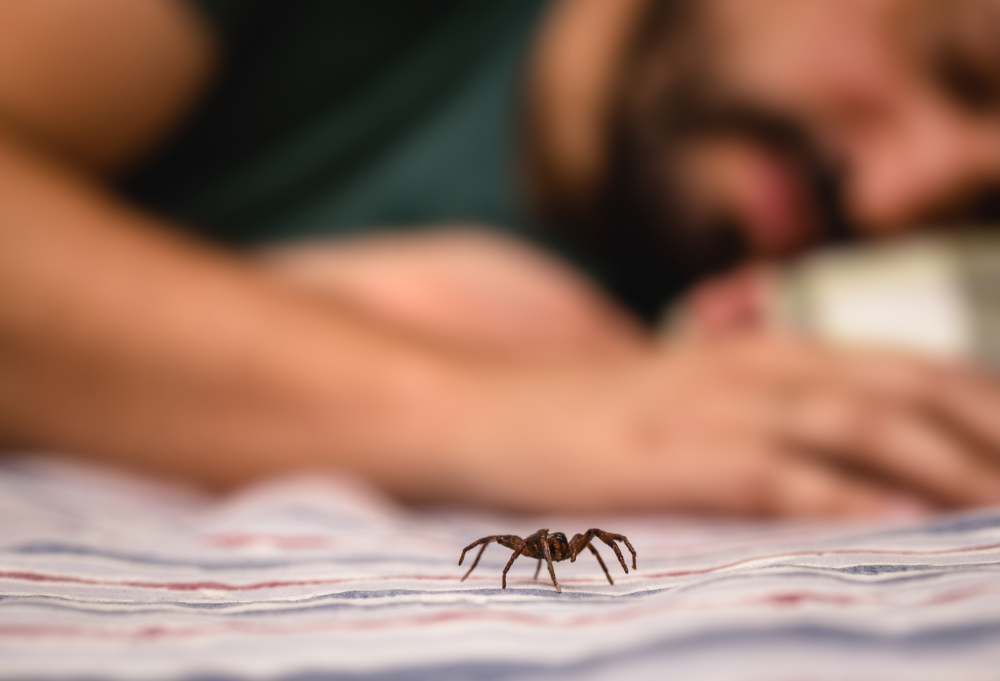 How to Keep Spiders Out of Your Home in Portland’s Rainy Climate