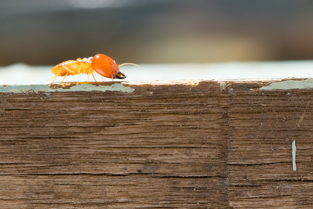 Protecting Your Portland Property from Termites: The Frost IPM Approach to Wood-Destroying Pests