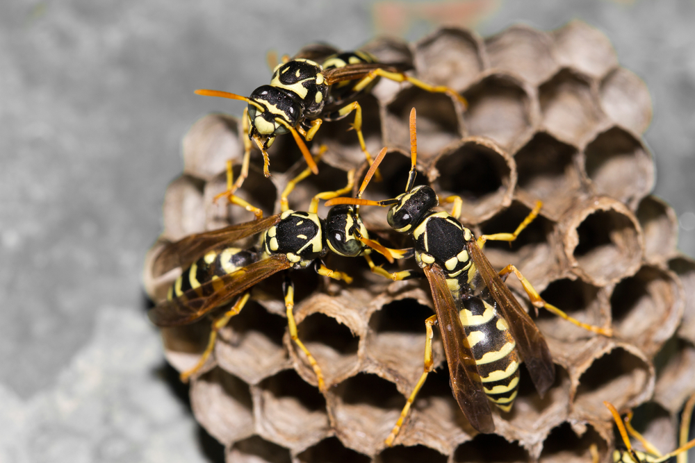 How to Spot a Wasp or Yellow Jacket Nest in Your Portland Backyard